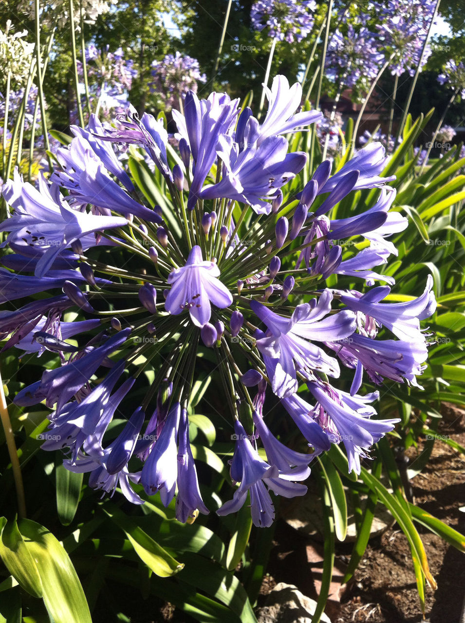 landscape green flowers garden by blackpearl079