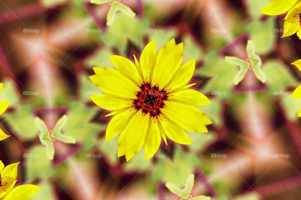 photograph. abstract. Flower. A Abstract photograph of a yellow flower.