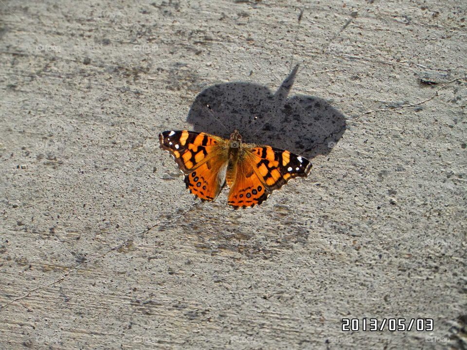 beautiful butterfly on the sidewalk with its shadow