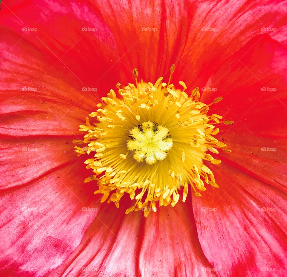 Pollen