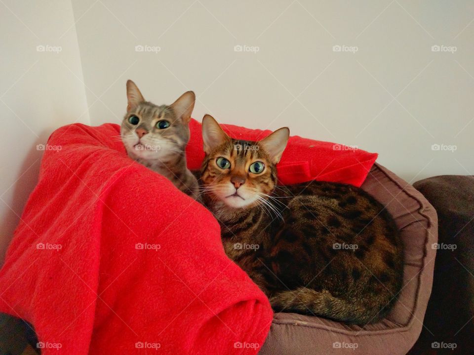 Kittens sharing a cuddly bed