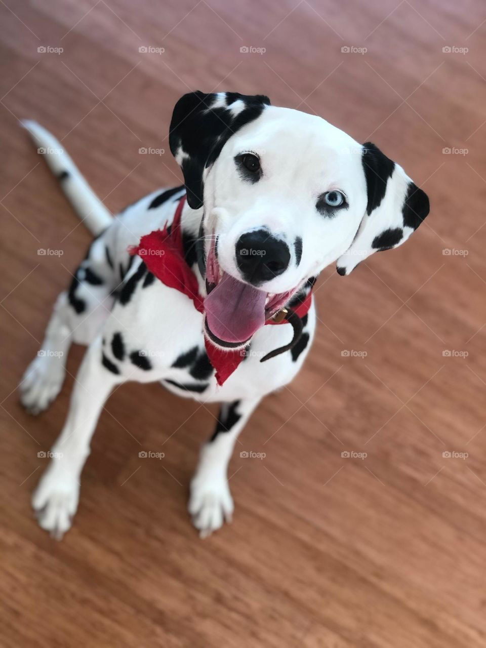 This little one, ready to play all day! Smiling every step of the way, waiting for a walk! 