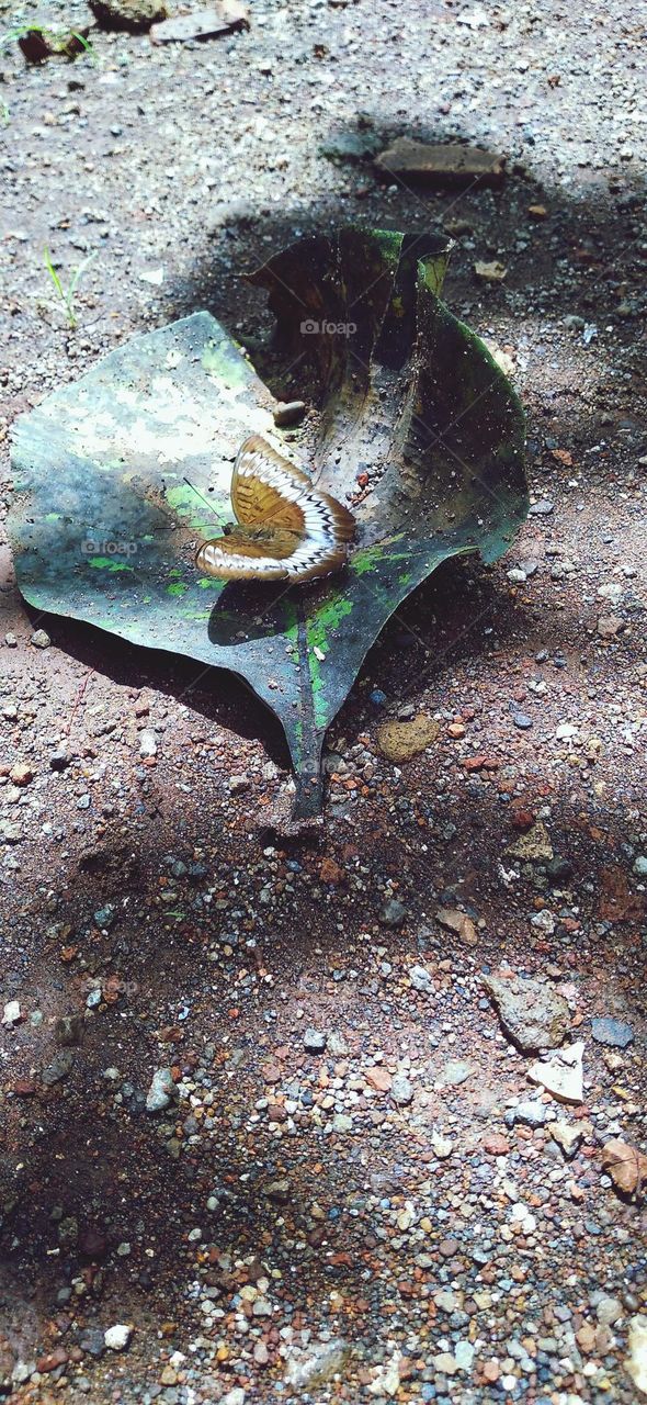 Beautiful butterfly perched on a leaf already on the ground
