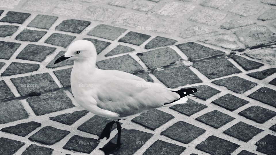 A seagull in the city_ black&white tone.