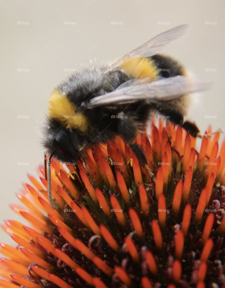 Yellow and black bumblebee pollinating an orange flower head