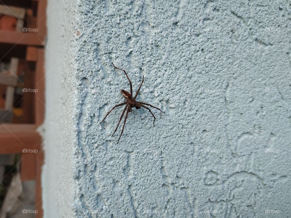 Super spider and blue wall