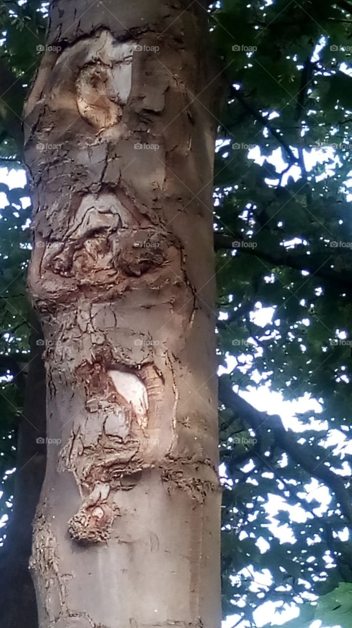 aged tree 1