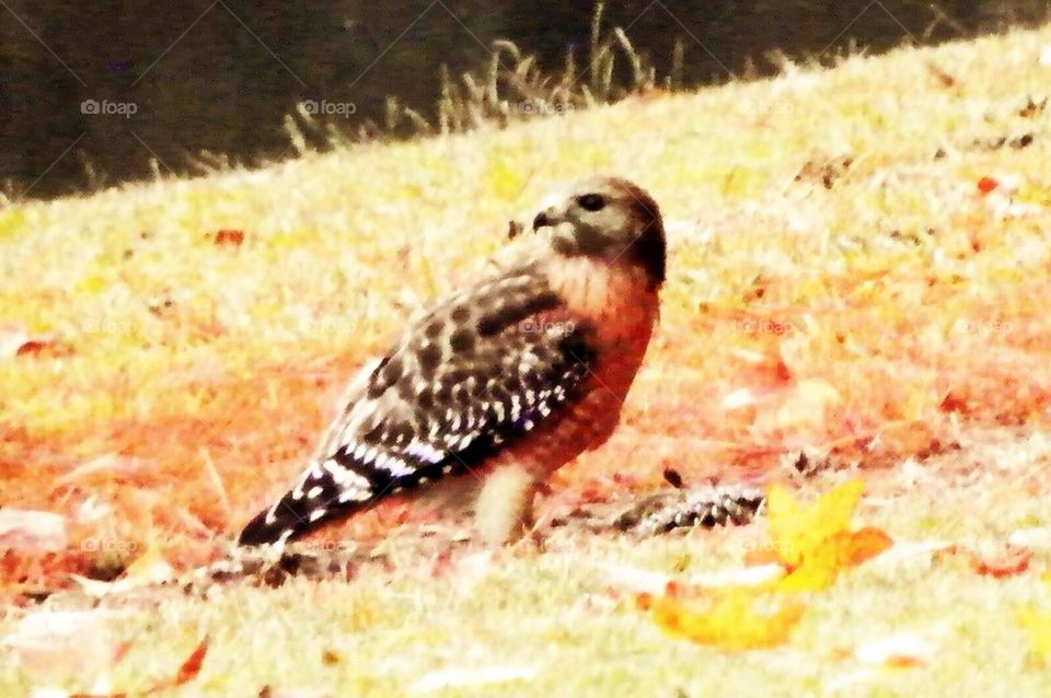 Red Tailed Hawk