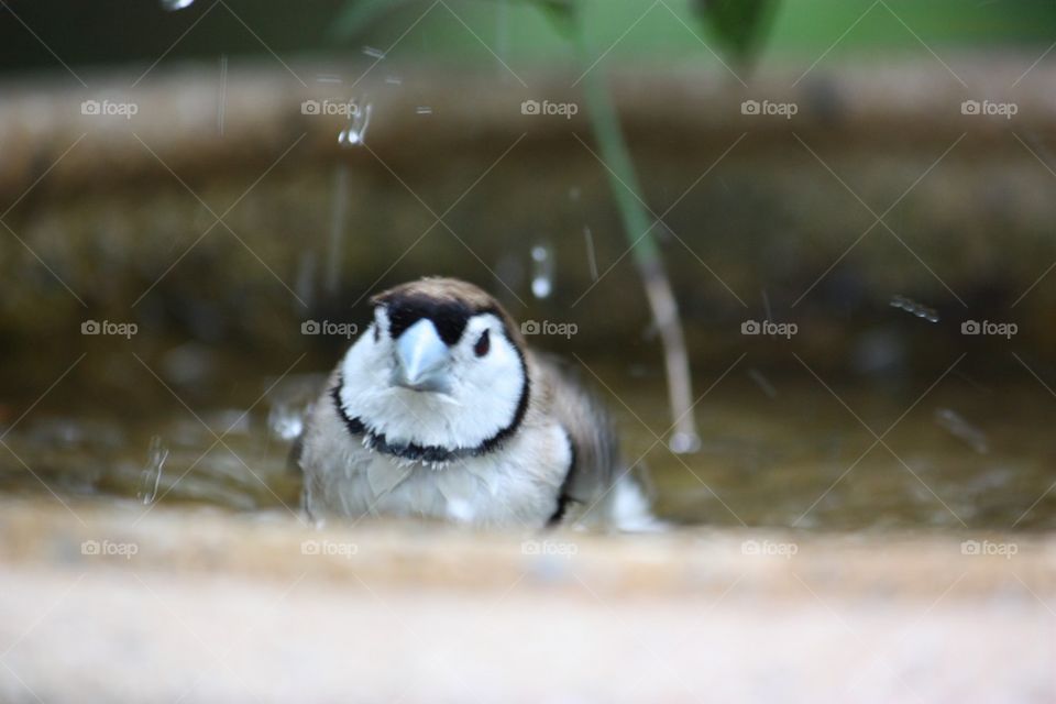 Birdbath finch