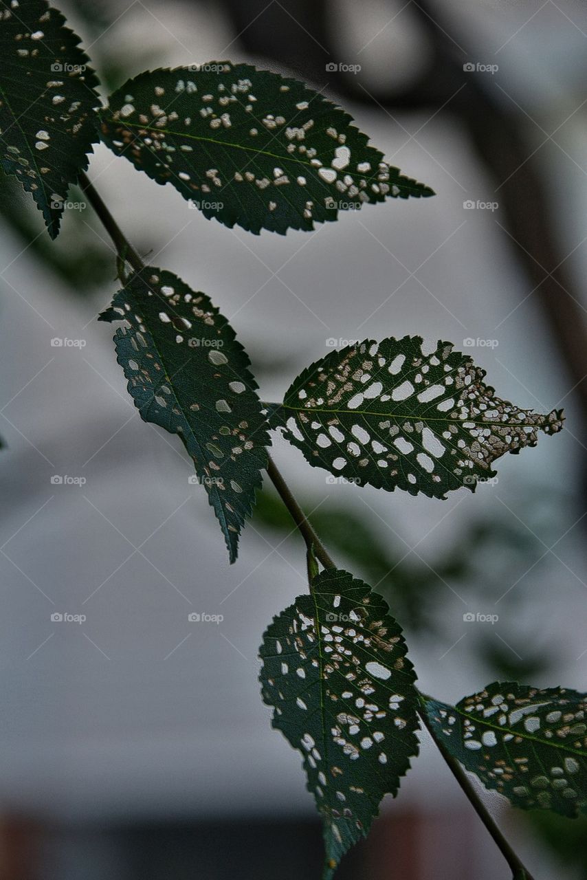 Lace leaf