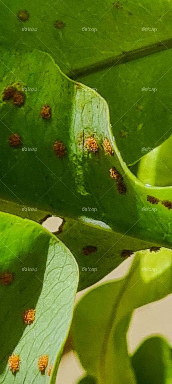 Spores on fern leaves.