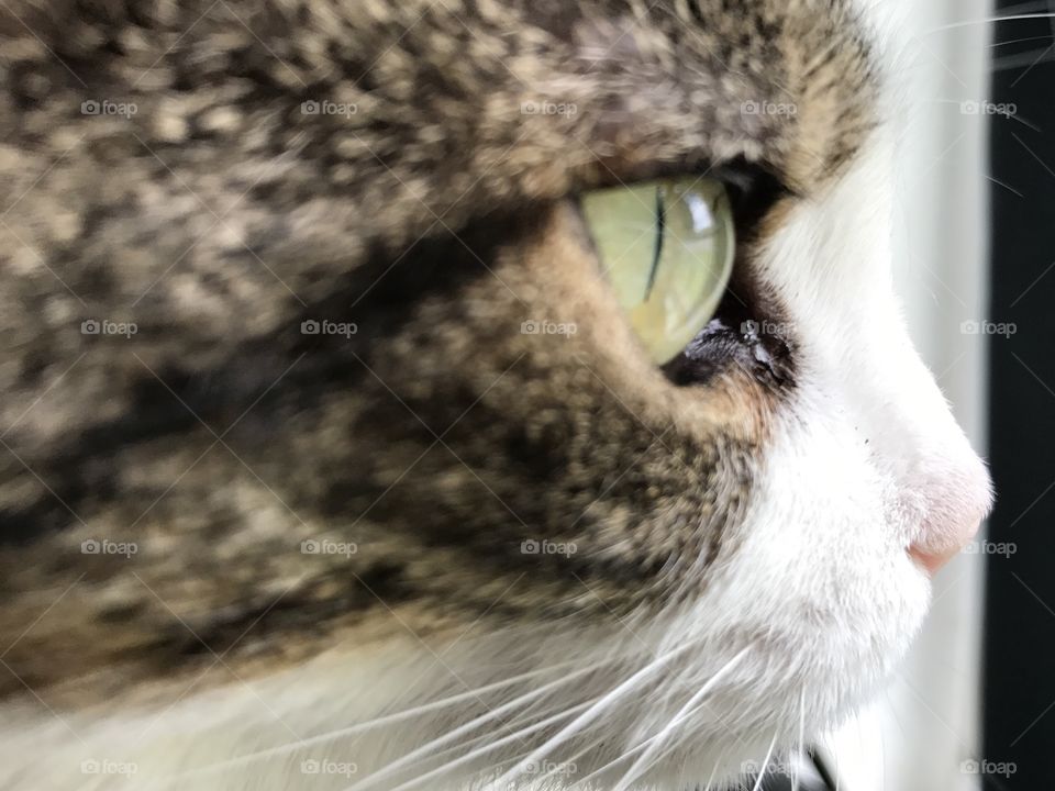 Summertime pets, Chloe looking out window