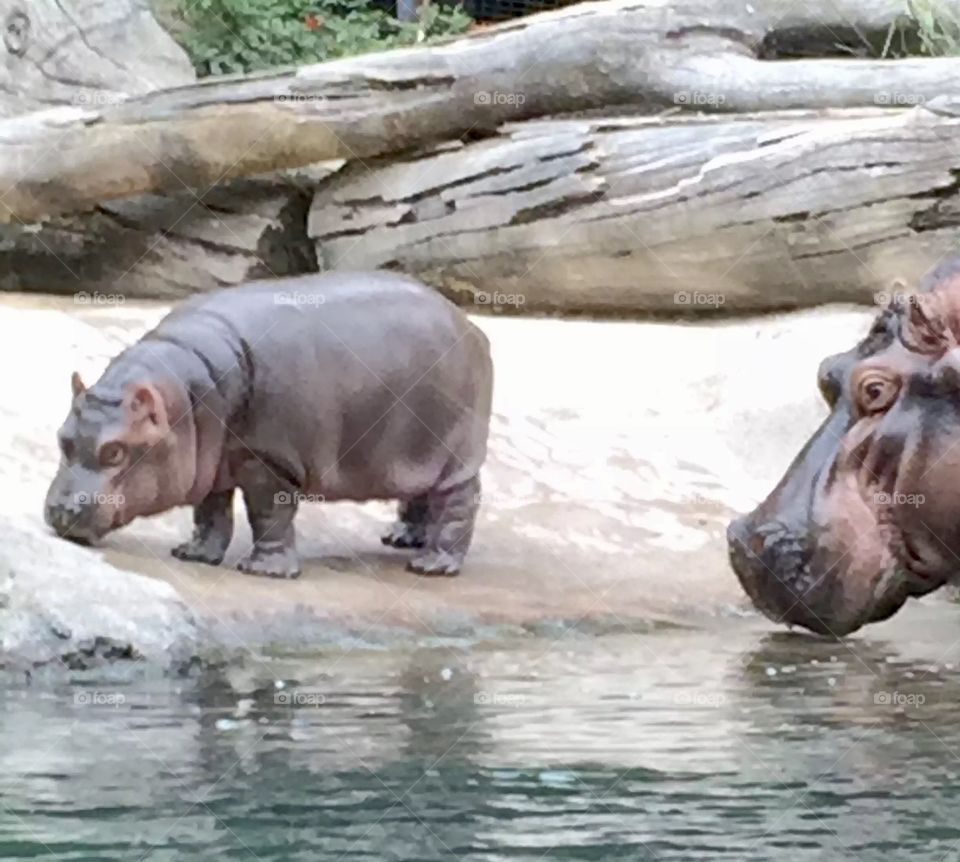 Devi.   Baby hippo!!!