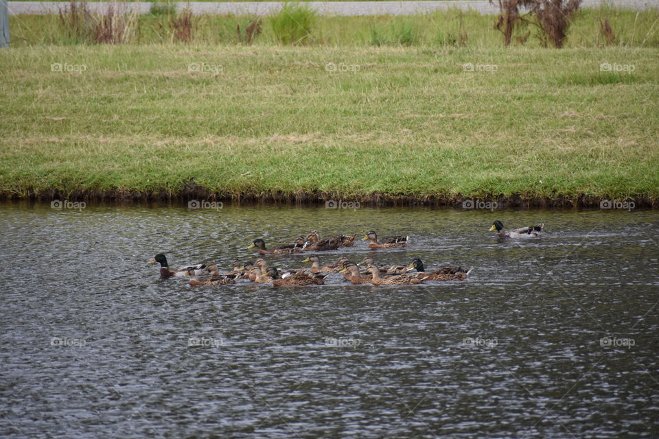 large group of ducks swimming in pond