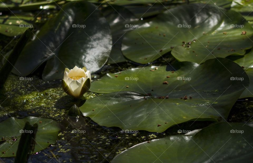 Water lily