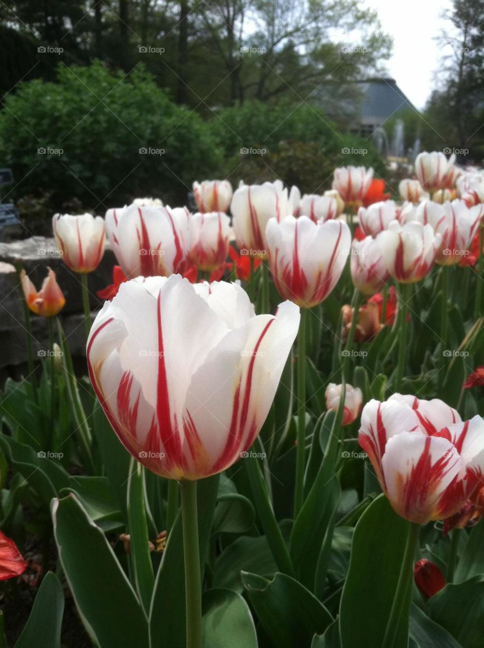 Tulips at Mill Creek Park 