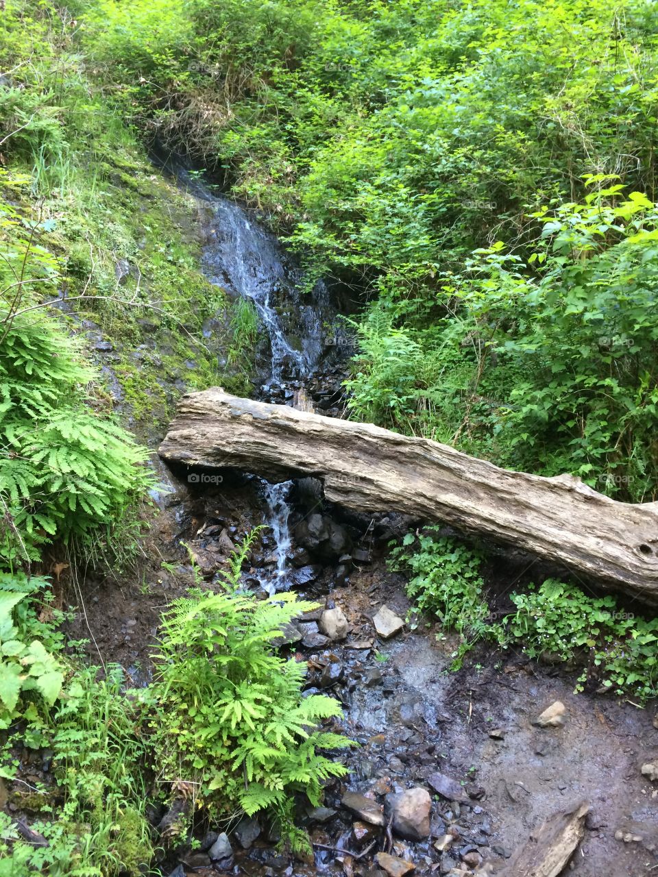 Silver creek falls . Falls hiking trail 