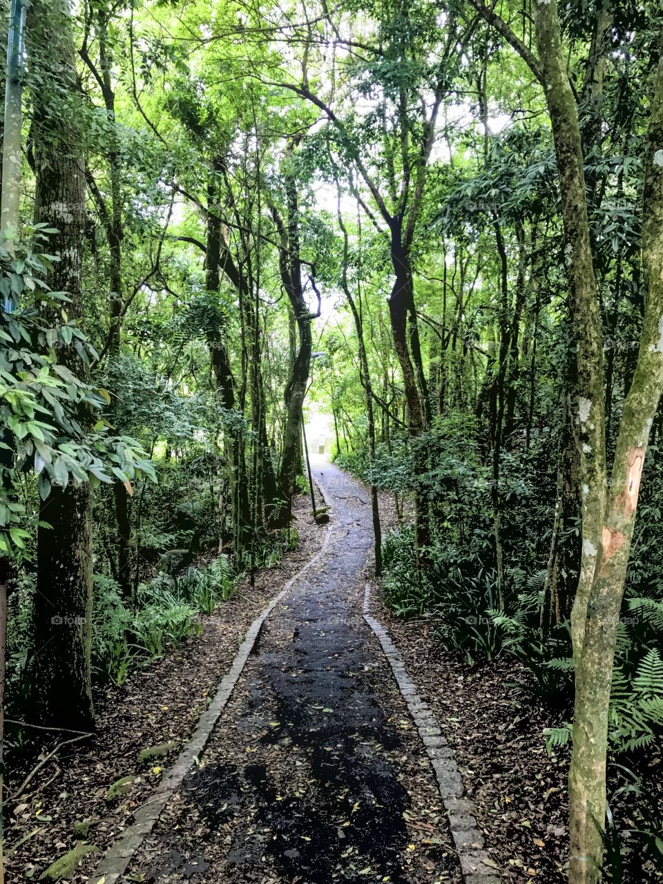 Passage between trees