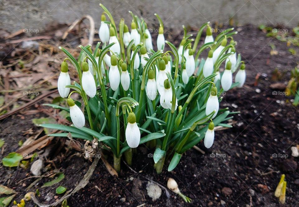 Garden 🌱Earth 🌱 Plant 🌱 Flowers 🌱