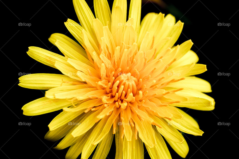 dandelion