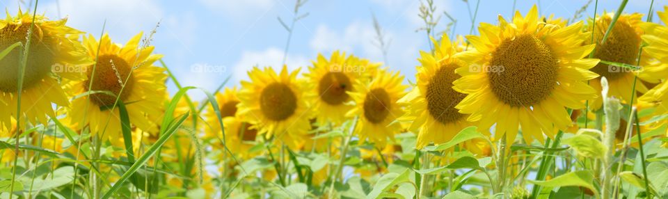 Panoramic view of a sunflower field outdoors on a bright sunny day