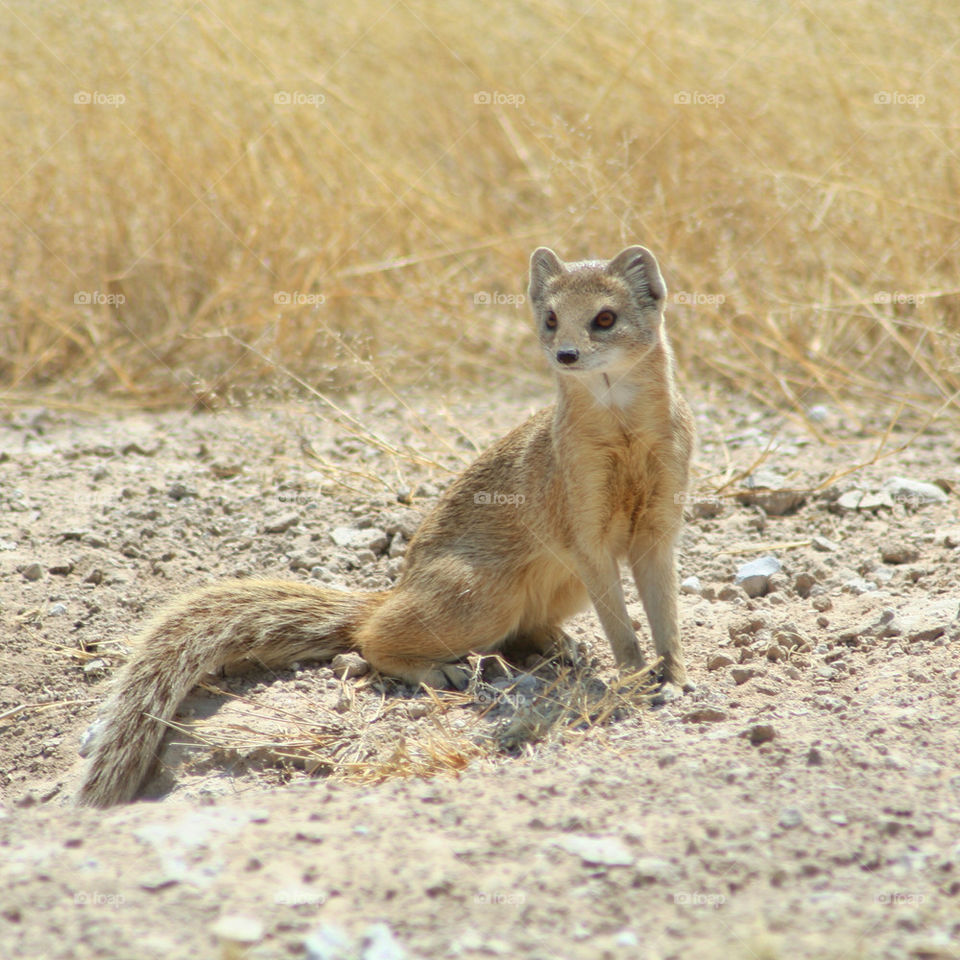 nature animal cute desert by geebee