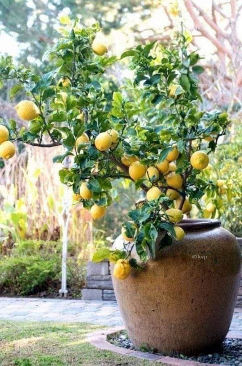 lemon tree