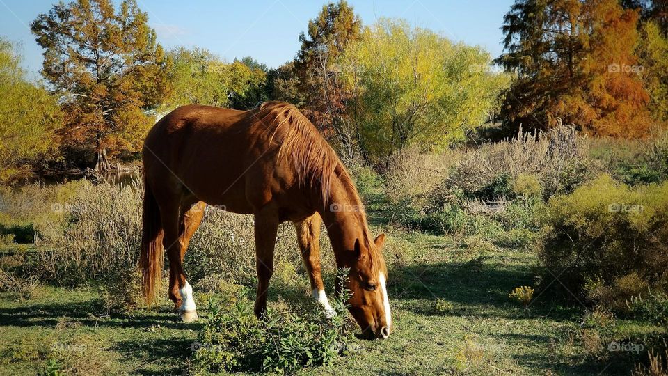 Sorrel Horse grazing in a countryside pasture on an early fall day when the leaves are just beginning to turn yellow & orange