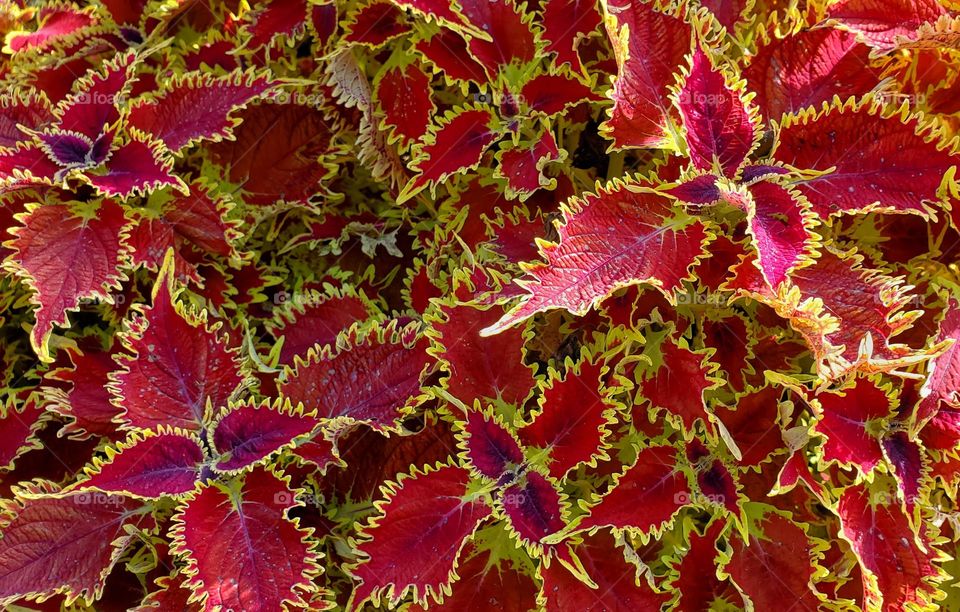 Spitfire Coleus