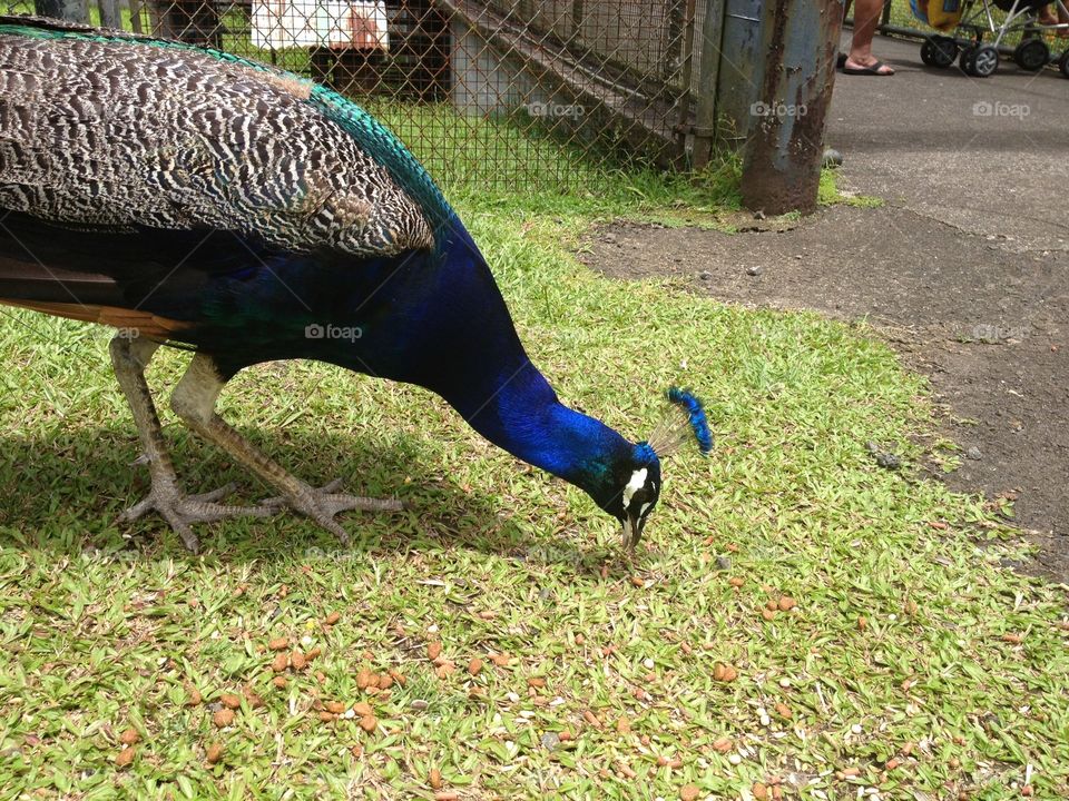 Peacock at Panaewa Zoo