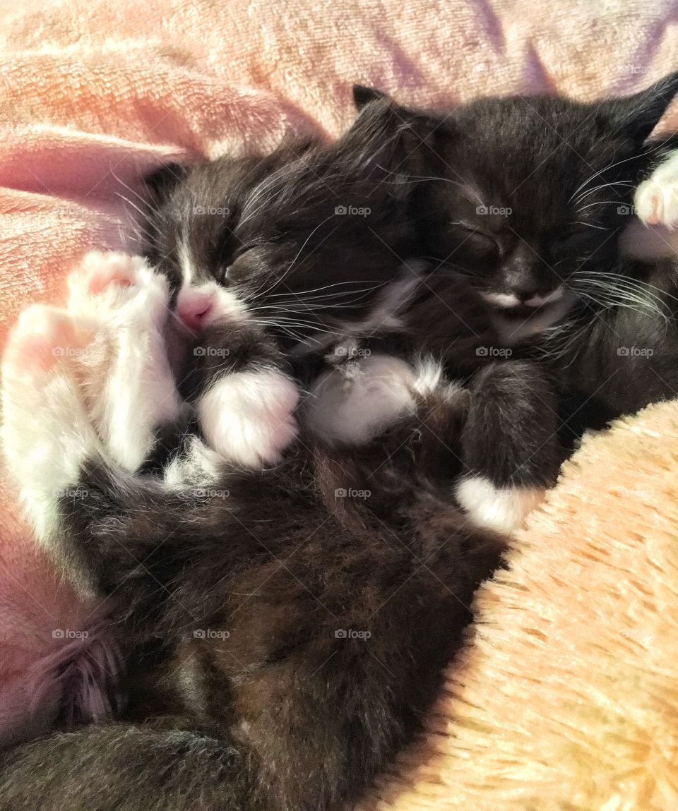 CUTE Kittens sleeping 