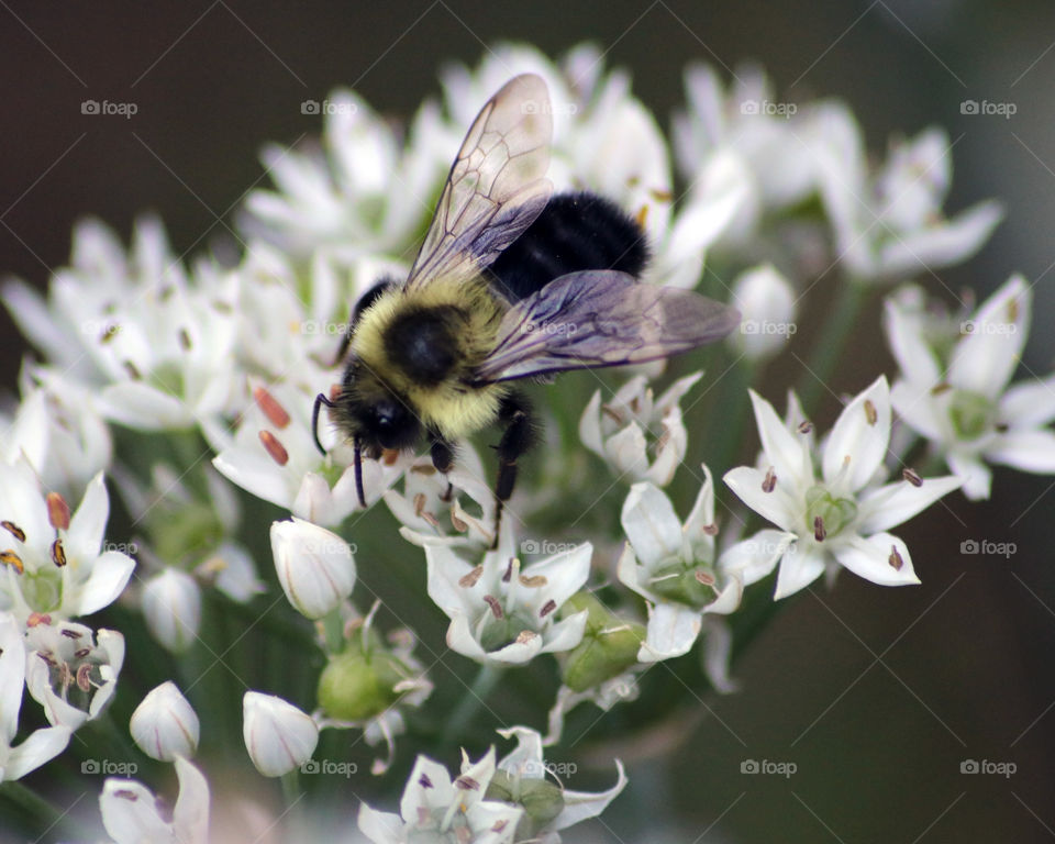 Bee on Garlic plant flower