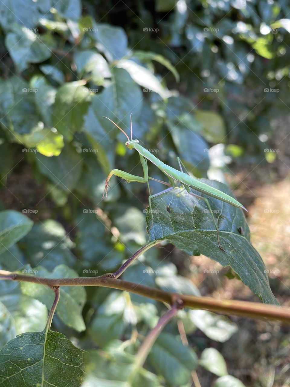Praying mantis 