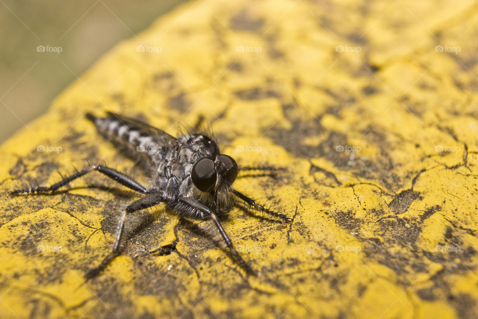 macro of robber fly on a yellow surface
