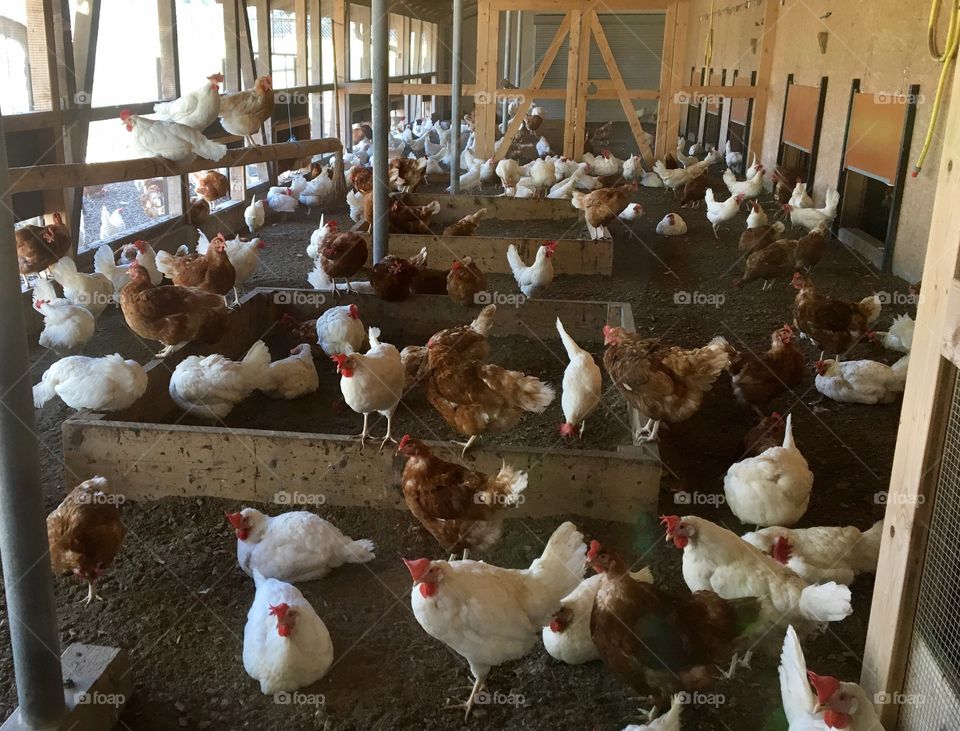 Chickens barn