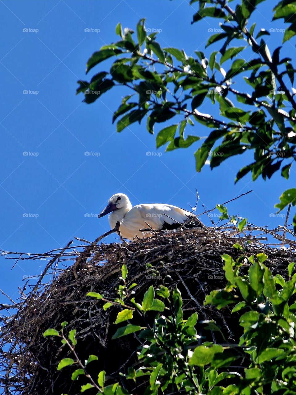 stork's nest