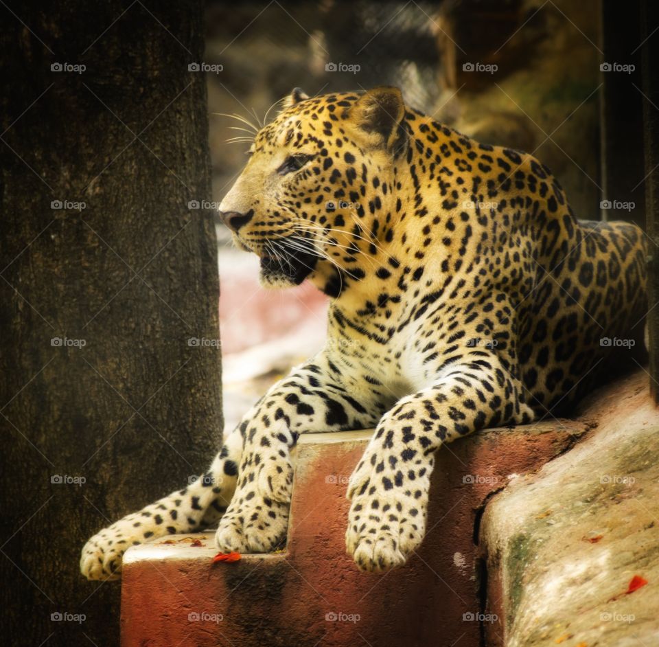 Relaxing Leopard 😍