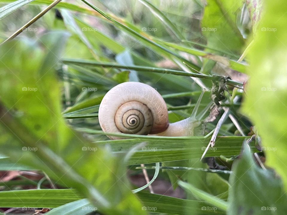 snail 🐌