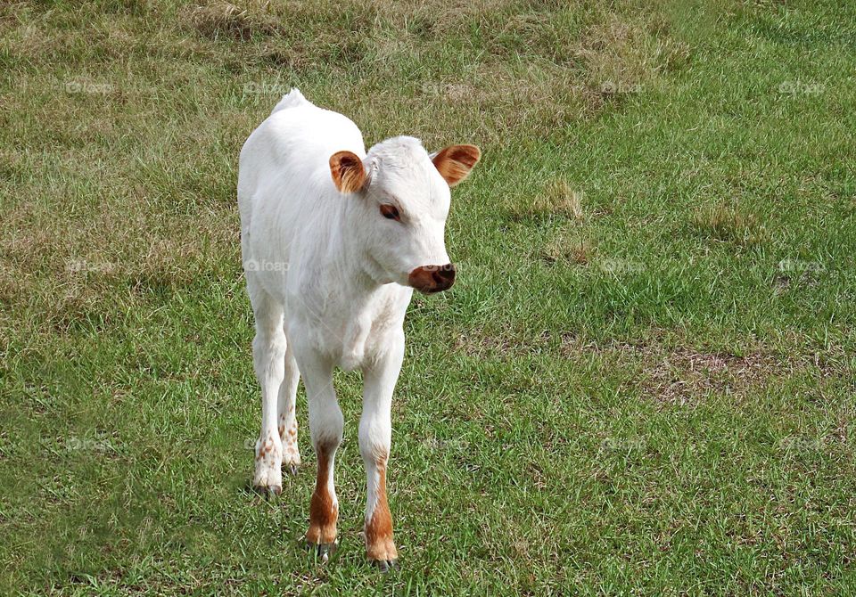 Adorable little calf- of Heritage cattle bloodline.