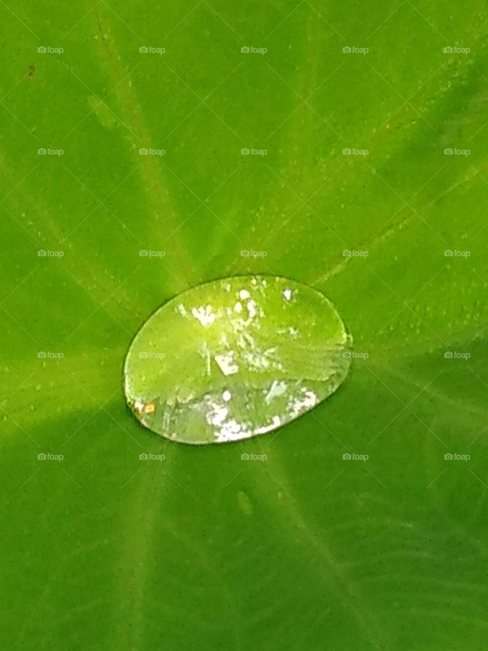 water drop on a plant leaf