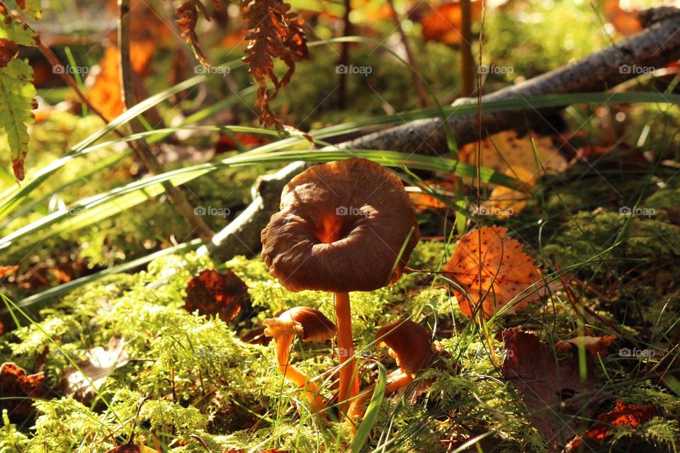 Mushroom family