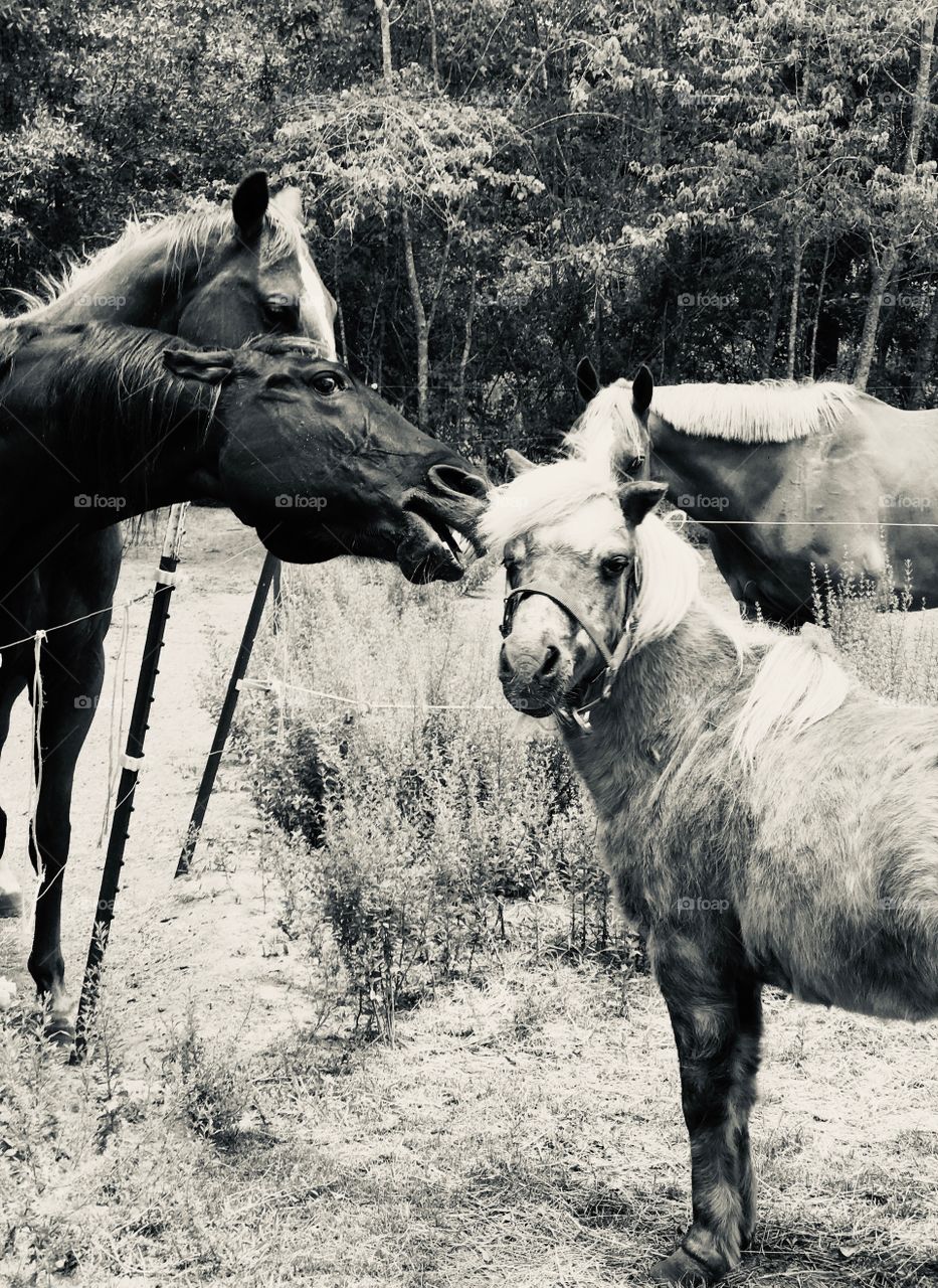 Thirty Eight, the aggressive black horse baring teeth, claiming his domain to Snickers the pony, who is seeking help from his human in the South Georgia woods. Basically a bully with bystanders.