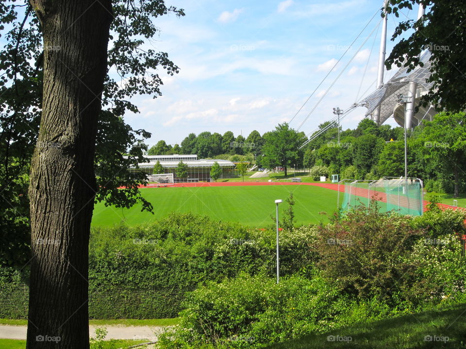 Tree, Landscape, Grass, No Person, Outdoors