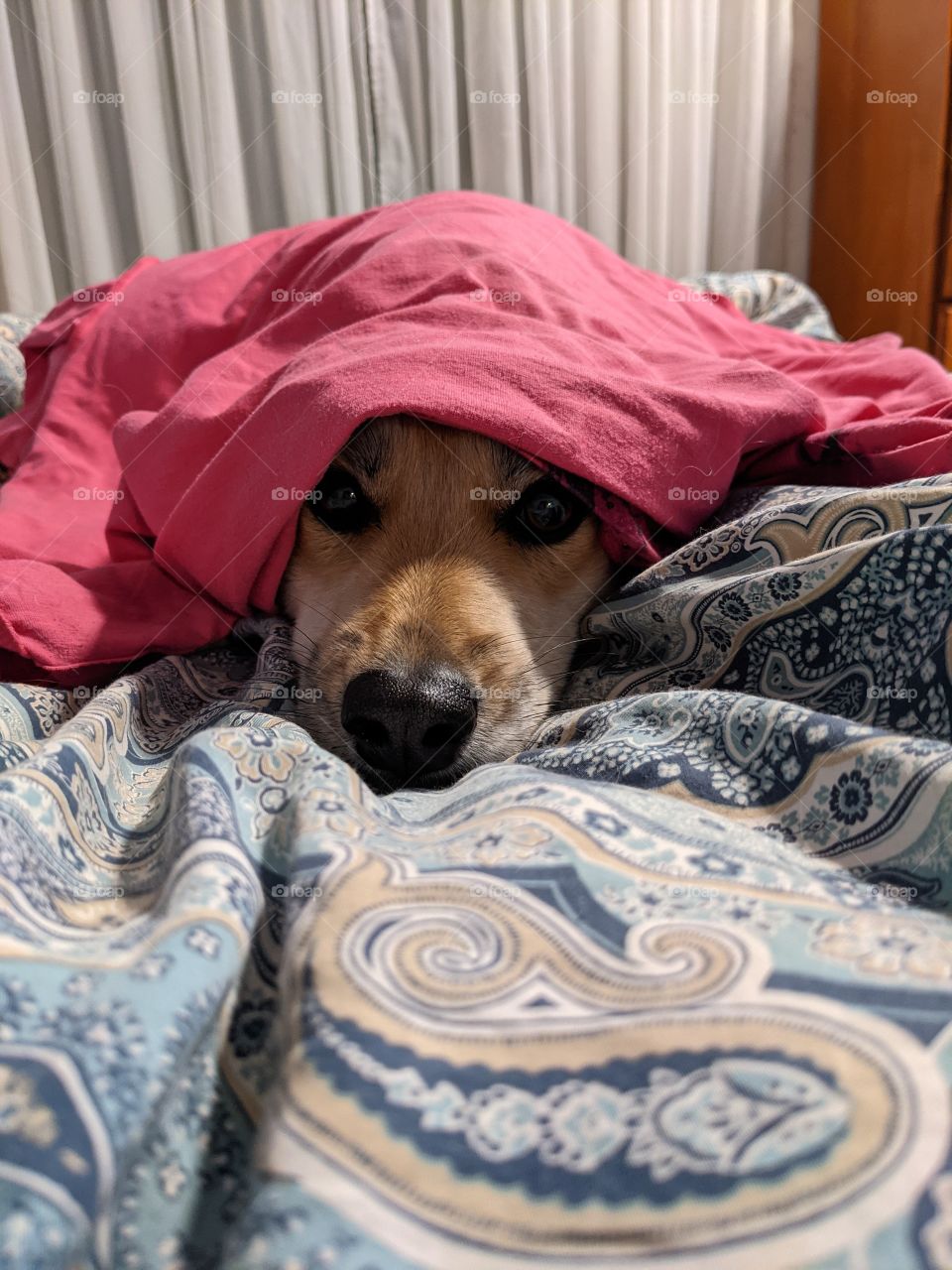 dog under the blanket all cozy and warm