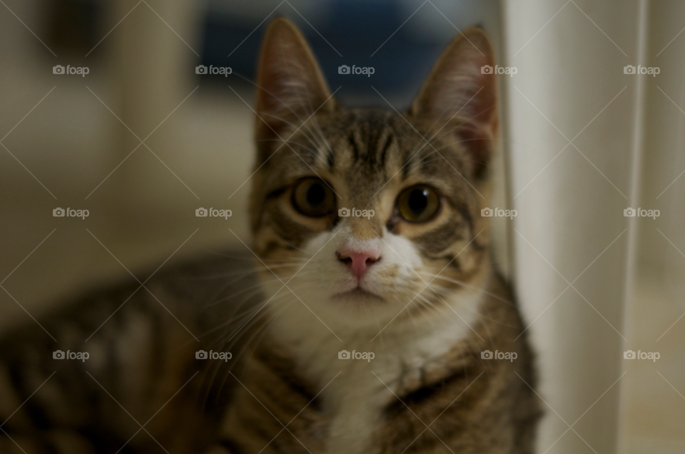 cat kitten nelly by cwassi