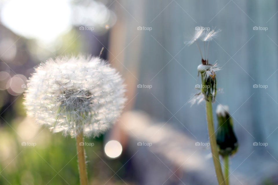 Dandelion, flower, vegetation, plants, meadow, meadow, village, sun, summer, heat, nature, landscape, still life, yellow, white, beautiful, furry,