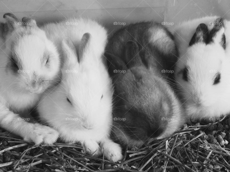 Rabbits. Sleeping rabbits