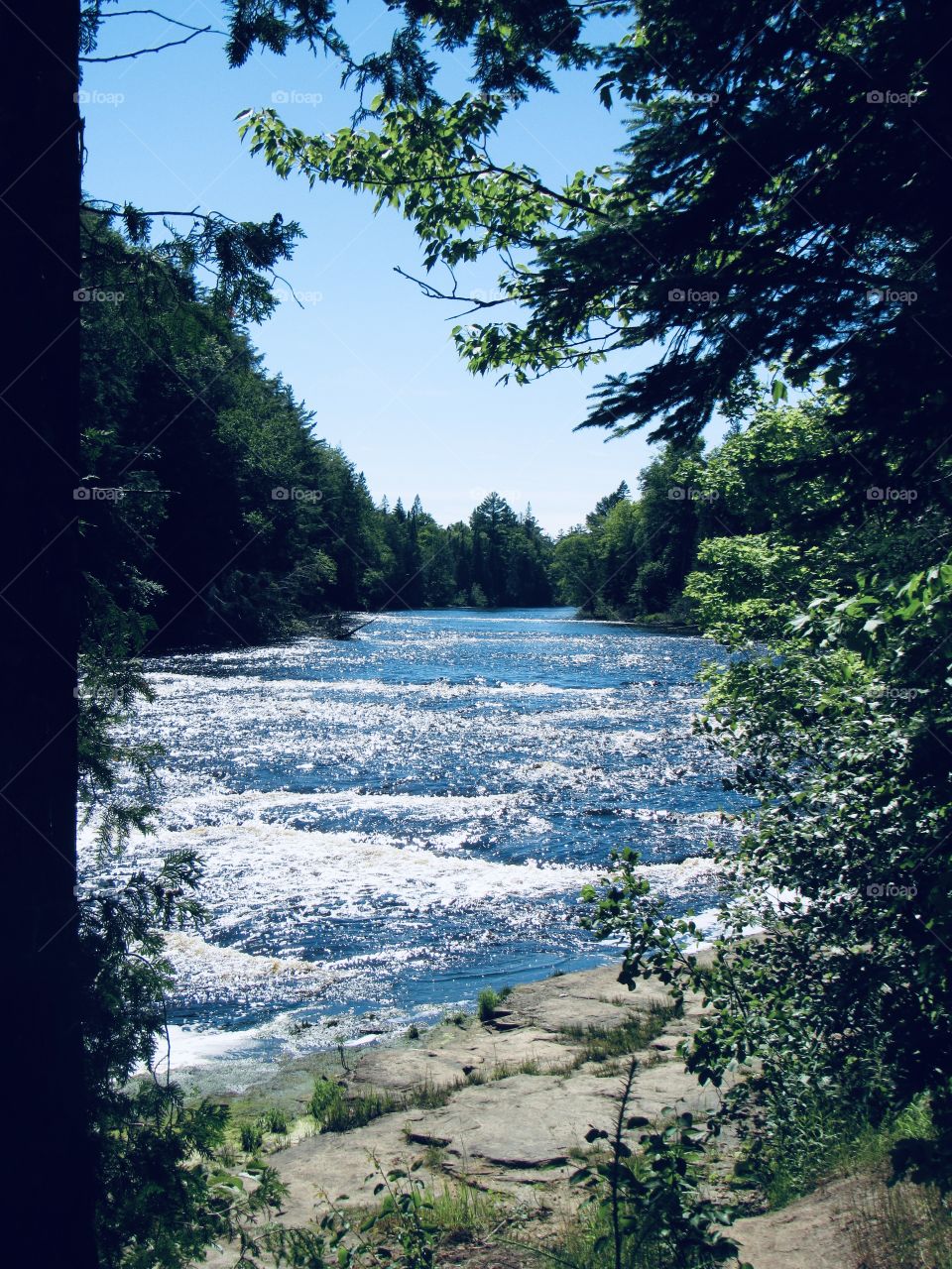 Sparkling creek with trees on bank