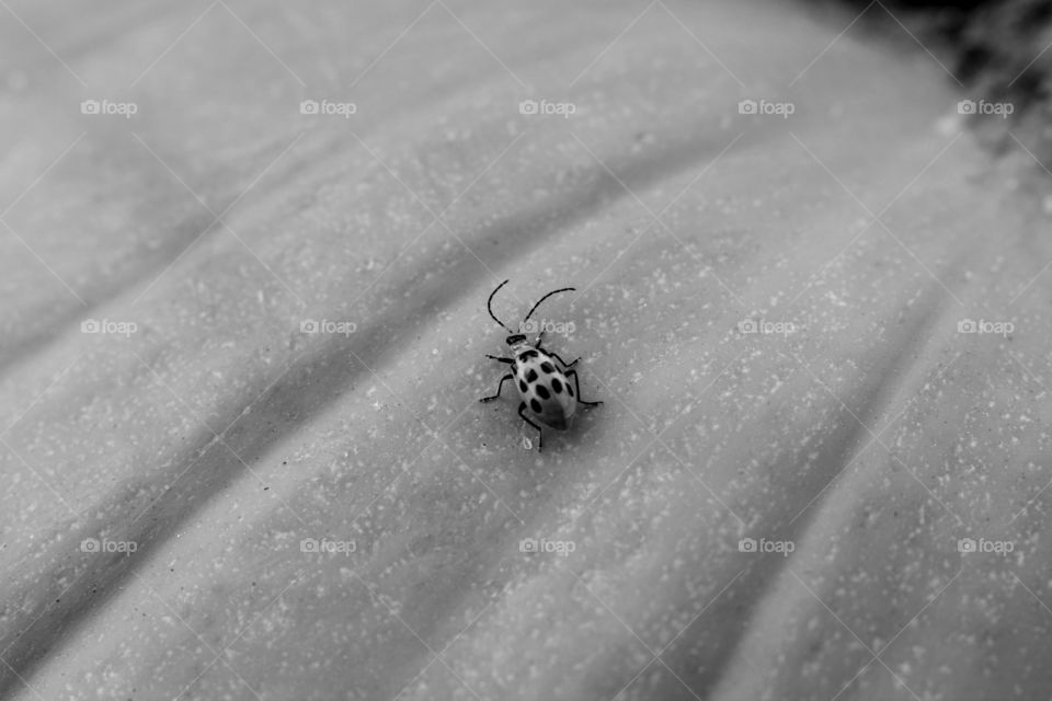 Monochrome Bug