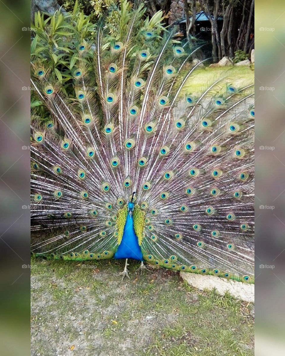 His majesty the peacock 🦚
